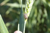High Stink Bug Numbers Being Reported in Some Heading Wheat Fields