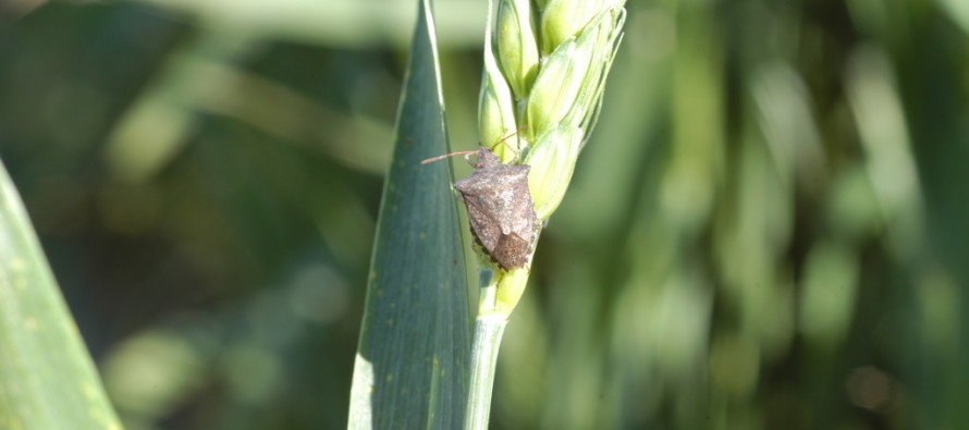 High Stink Bug Numbers Being Reported in Some Heading Wheat Fields