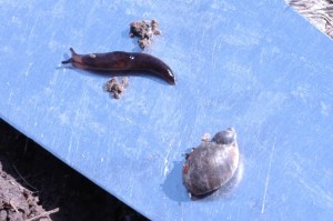 slug and snail