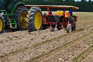 When using Valor pre-transplant in sweetpotato, row knockers may need to be removed to minimize soil disturbance.