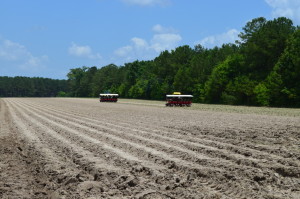 Properly rolled rows prior to Valor application will minimize soil disturbance at transplanting.