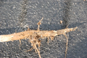 The root system of infected plants will be severely rotted and in most cases what appears to be a black growth occurs on the main stem or roots that have not rotted off of infected plants.