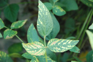 Phytotoxicity can result from the application of several commercially available products.