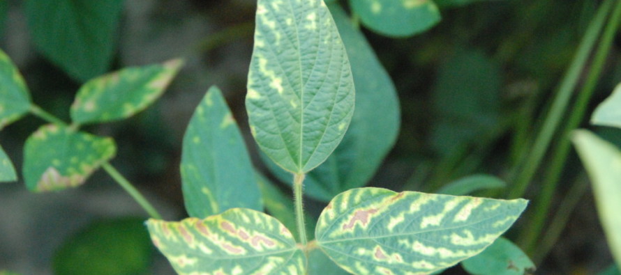 Diagnosing Fungicide Phytotoxicity and Telling Apart from Root Diseases