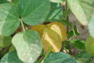 Leaves on infected plants, observed in the lower plant canopy at vegetative growth stages, can also develop a "leaopard-print" type appearance.