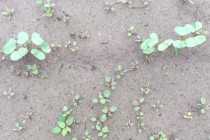Cotton Injury From Early Season Herbicide Applications