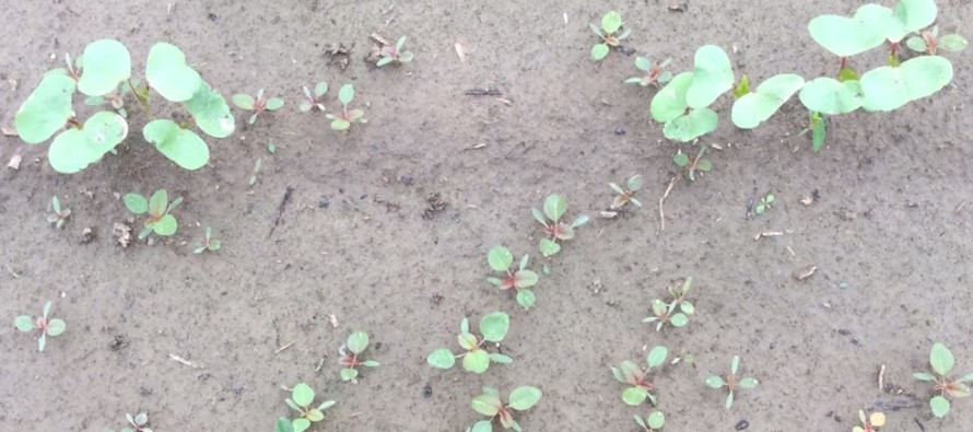 Cotton Injury From Early Season Herbicide Applications