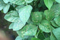 Choose Fungicide Product for Soybean Fields Based on Variety Planted