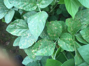 Frogeye leaf spot has been a commonly observed disease in MS over the past several seasons.