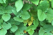 Soybean “Mystery Disease” Update