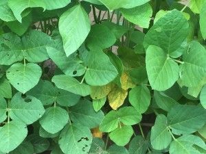 Typical symptoms associated with the "mystery disease" in the lower plant canopy on soybean plants in the late vegetative or early reproductive stages.
