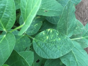 Light interveinal chlorosis associated with the "mystery disease".  Not all plants will develop this symptom and the general symptom should not be confused with SDS.