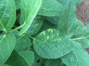 Light interveinal chlorosis associated with the "mystery disease". Not all plants will develop this symptom and the general symptom should not be confused with SDS.
