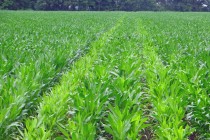 Tire Traffic Soil Compaction Effects on Corn