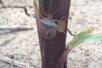 Bifenthrin Alternatives for Brown Stink Bugs in Corn?