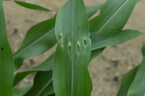 Managing Stink Bugs in Seedling Corn