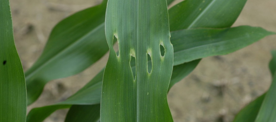 Managing Stink Bugs in Seedling Corn