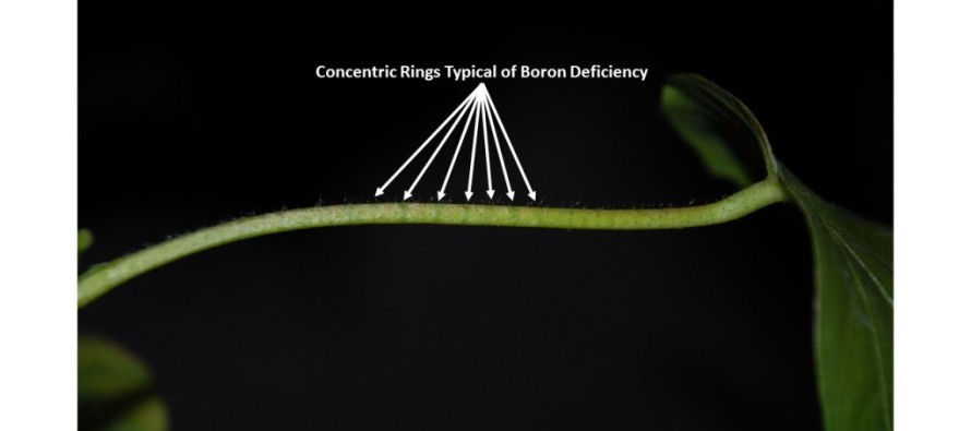 Cotton Nutrient Deficiency – Boron