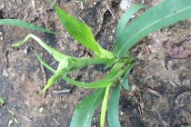 Crazy Top Downy Mildew of Grain Sorghum Observed in Many Delta Fields