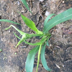 Grain sorghum with a twisted top and a zinc deficient appearance may be suffering from crazy top downy mildew instead.