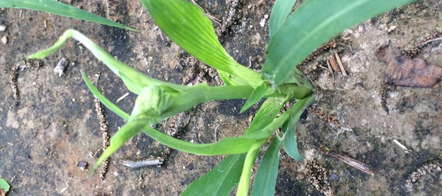 Crazy Top Downy Mildew of Grain Sorghum Observed in Many Delta Fields