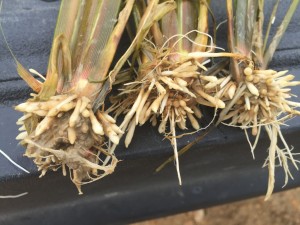 Pendimethalin injured rice roots. 