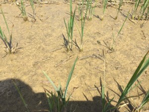 Phosphorus Deficient rice shortly after flooding