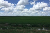 Mid-Season Rice Update