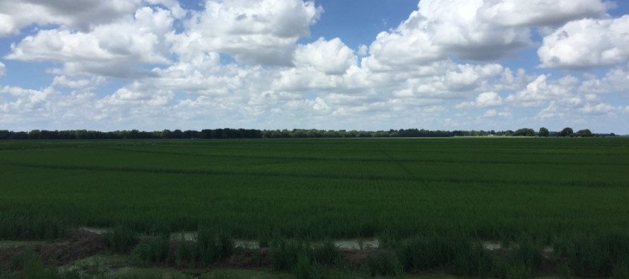 Mid-Season Rice Update