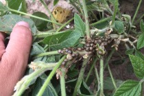 Kudzu Bugs Numerous in MS Soybeans This Year