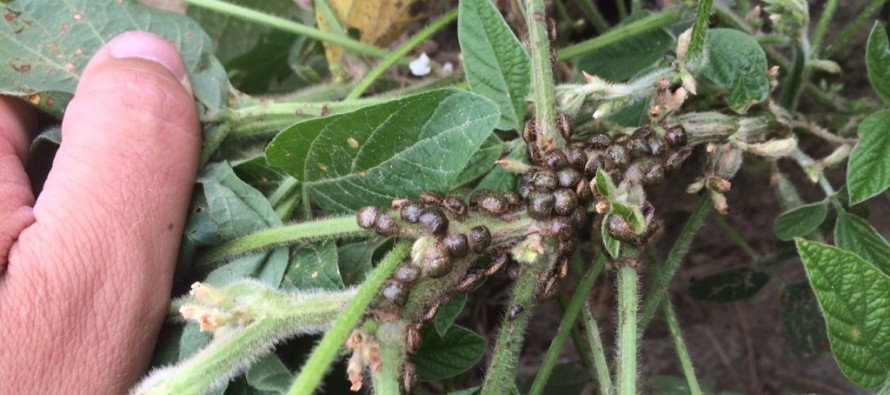 Kudzu Bugs Numerous in MS Soybeans This Year