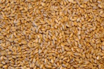 Be Aware of Wheat Seed Laws