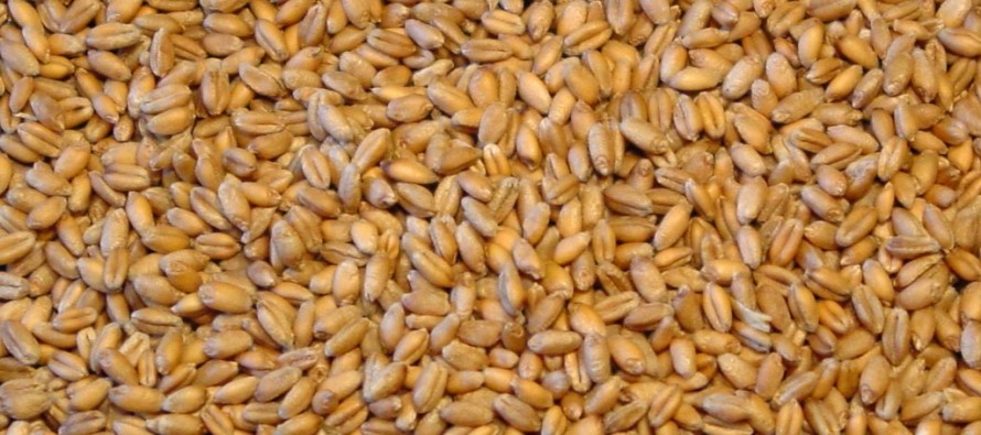 Be Aware of Wheat Seed Laws