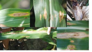 Diplodia leaf streak and Diplodia ear rot of corn.  Bottom image shows the length that some lesions can reach.