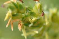 Sugarcane Aphids and Sorghum Midge: MS Grain Sorghum