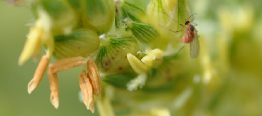 Scouting for Sorghum Midge with Confidence