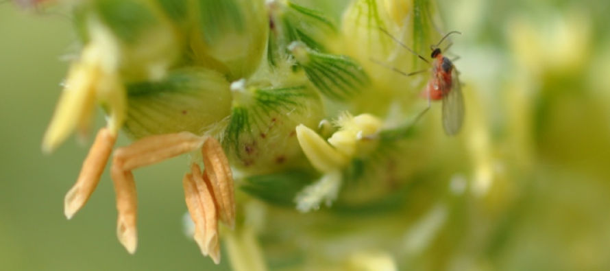 Sugarcane Aphids and Sorghum Midge: MS Grain Sorghum