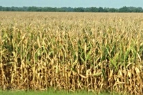 Corn Grain Drydown and Harvest Strategies for Mississippi Growers (Podcast)