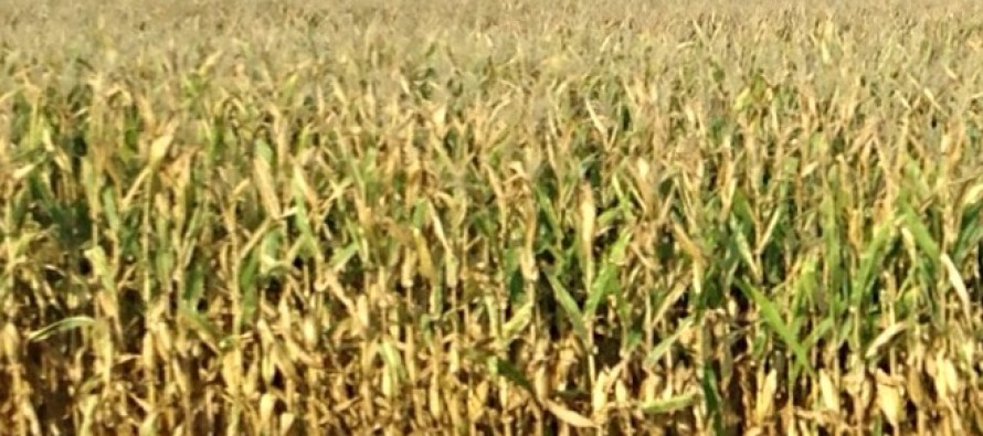 Corn Grain Drydown and Harvest Strategies for Mississippi Growers (Podcast)
