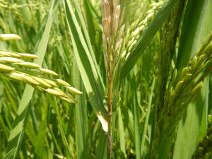 Neck blast present on a susceptible rice variety.