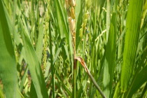 Scouting and Managing Rice Blast