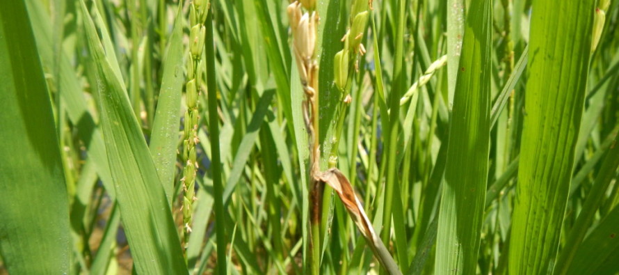 Scouting and Managing Rice Blast