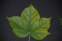 Chlorotic (Yellow) Coloration in Cotton