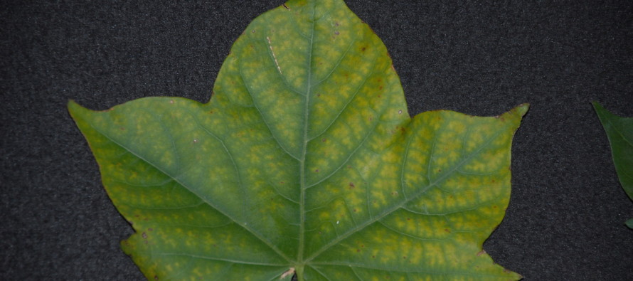 Chlorotic (Yellow) Coloration in Cotton