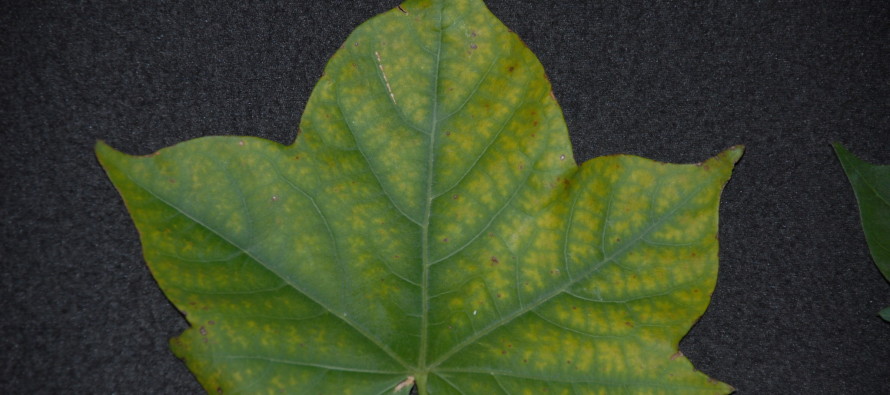 Potassium Deficiency in Cotton