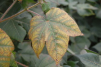 Late Season Nutrient Deficiency/Fertilizer Applications in Cotton