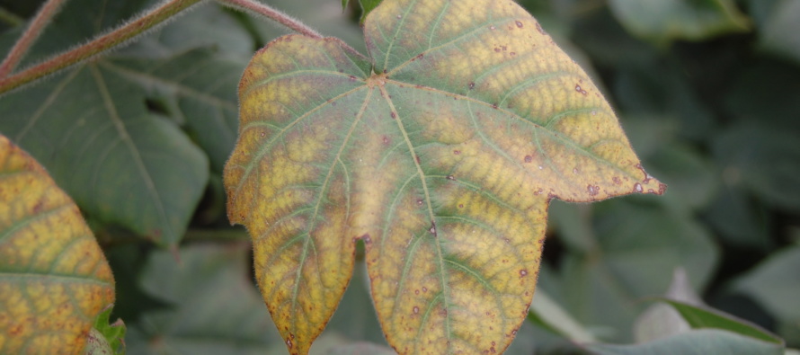 Late Season Nutrient Deficiency/Fertilizer Applications in Cotton