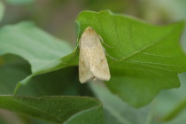 Bollworms Showing up in Soybeans