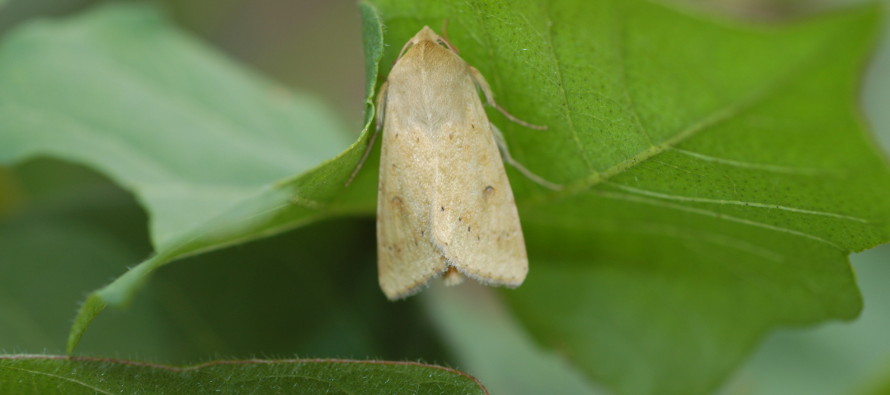 Bollworms Showing up in Soybeans