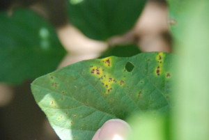 Septoria brown spot. Note small brown lesions with expanding yellow margin.